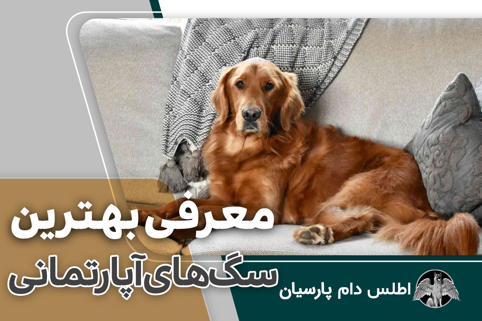 معرفی بهترین سگ های آپارتمانی